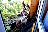 /album/a20-6-2013/sedm-statecnych-jpg2/